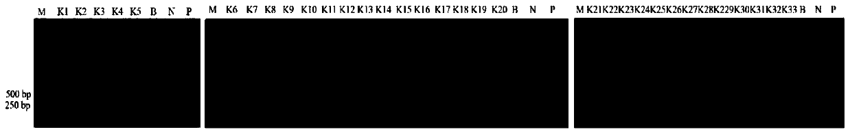 Method for obtaining high-oleic-acid cotton by applying gene editing technology