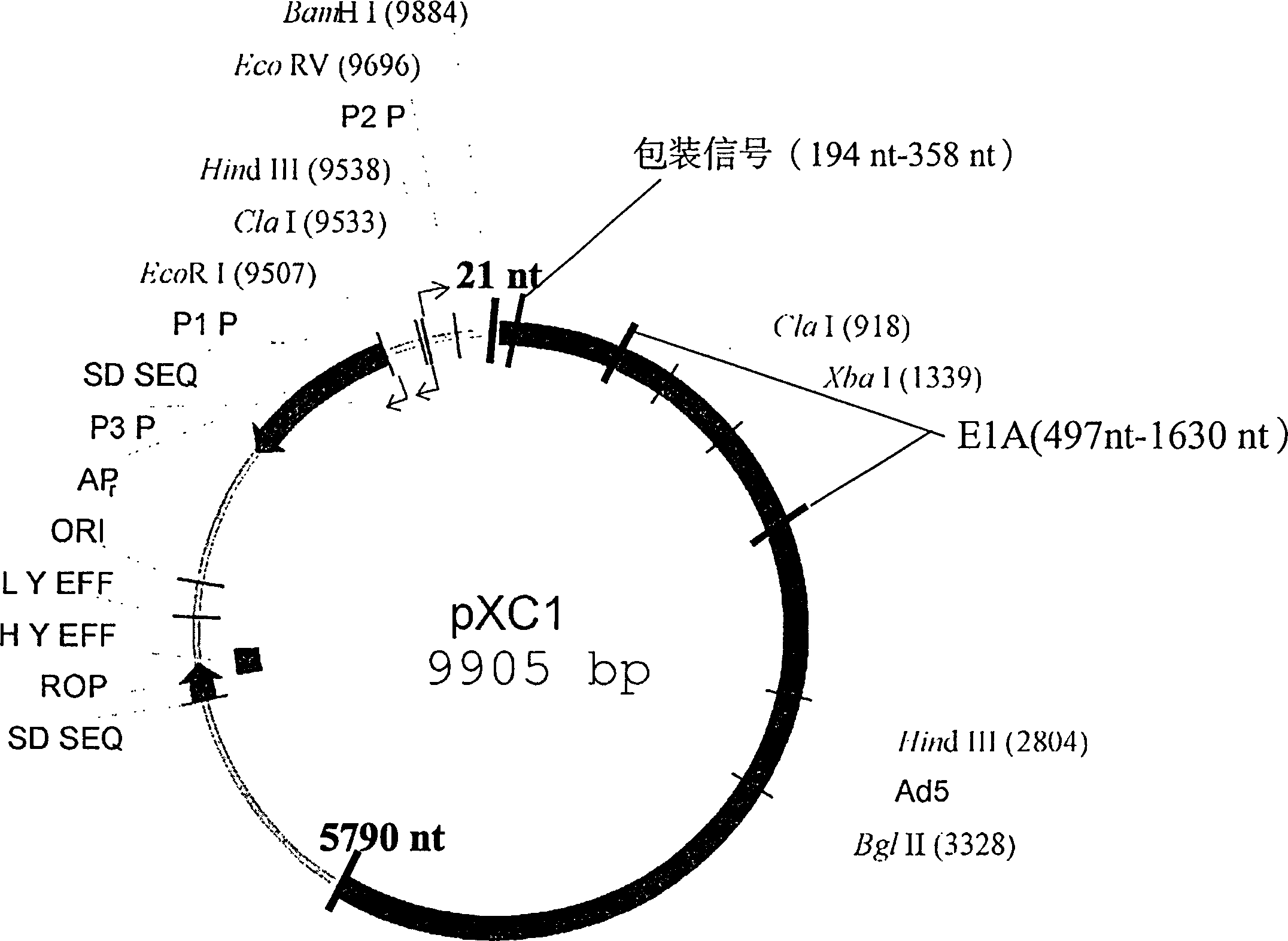 Combined deletion 19 Kda, 55KDA, E1B code sequence recombination adenovirus construction body and its use