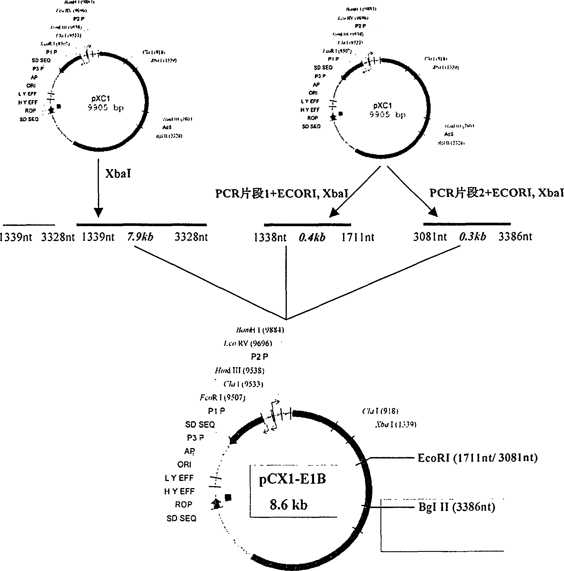 Combined deletion 19 Kda, 55KDA, E1B code sequence recombination adenovirus construction body and its use