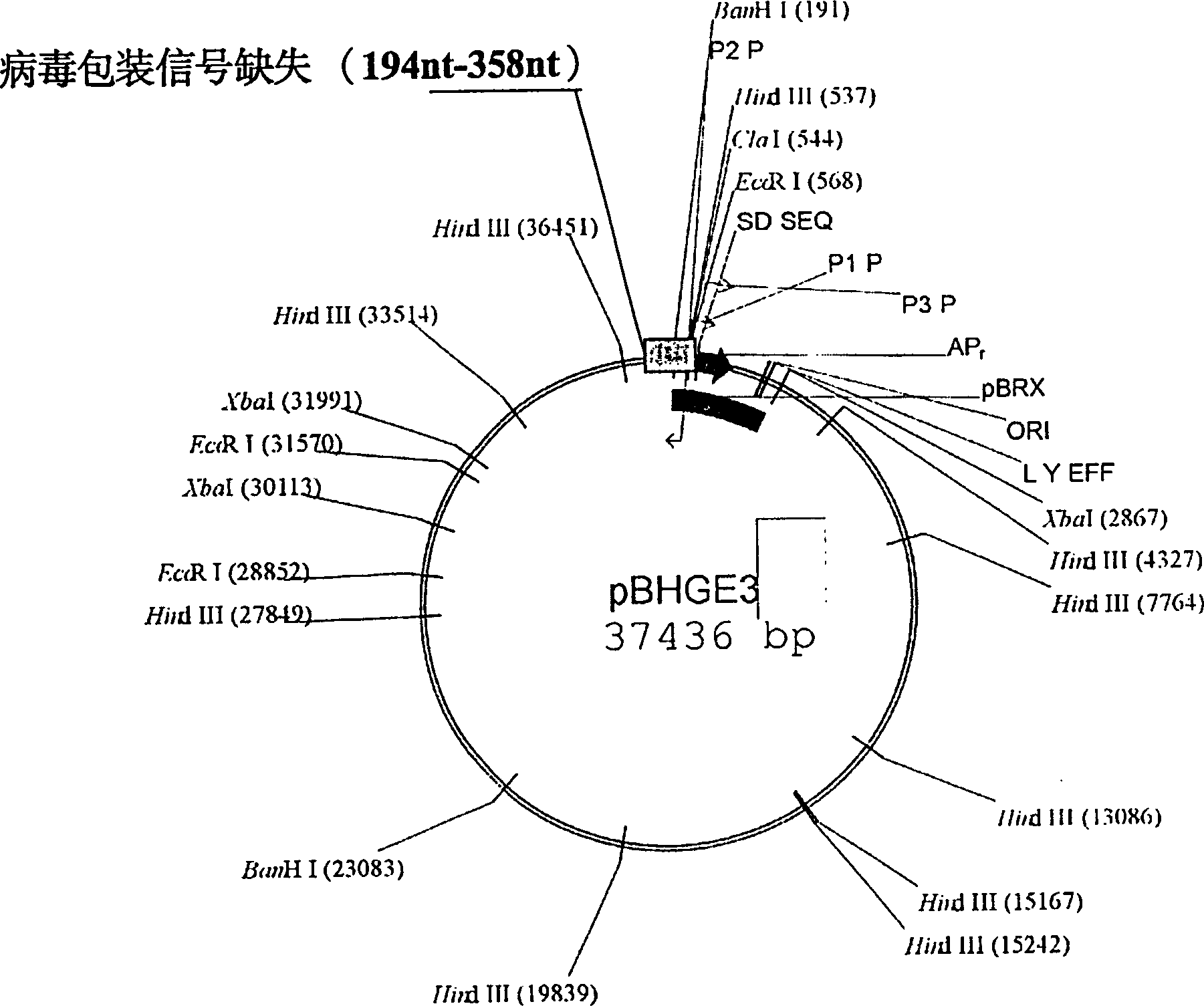 Combined deletion 19 Kda, 55KDA, E1B code sequence recombination adenovirus construction body and its use