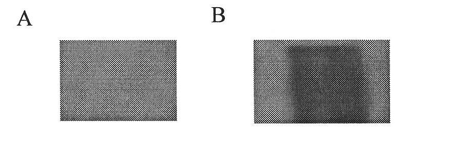 Application of imperatorin in preparing antineoplastic drugs with multi-drug resistance (MDR)