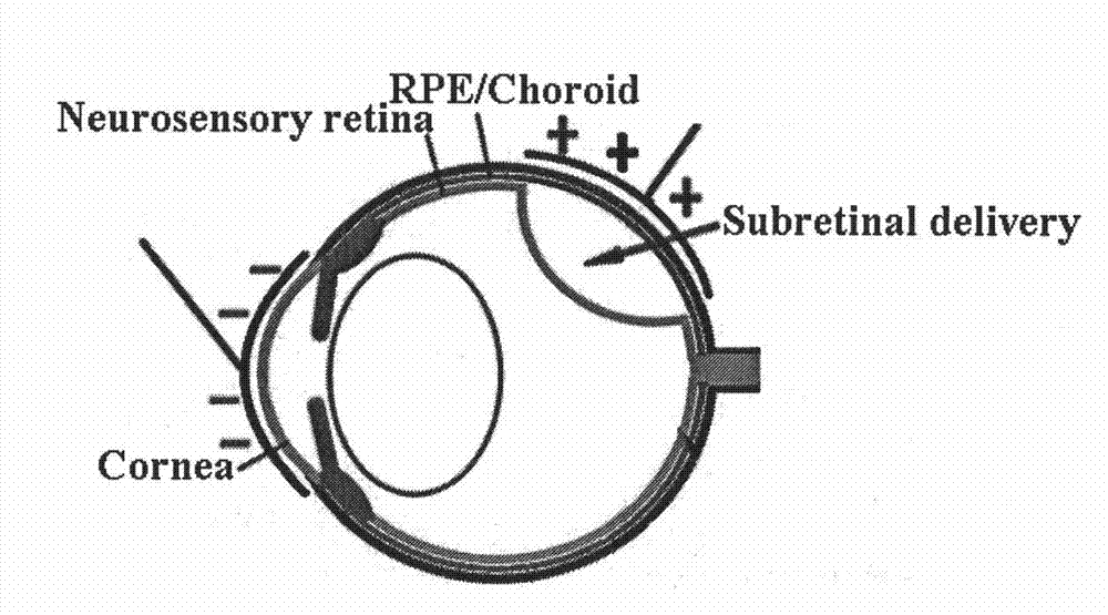 Method and device for assisting in gene transfer by utilizing electroporation