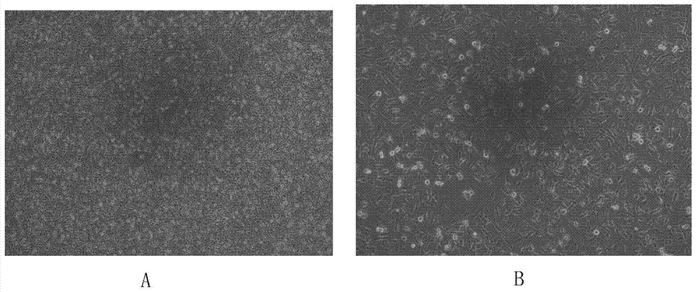 A human low-invasive bladder cancer cell