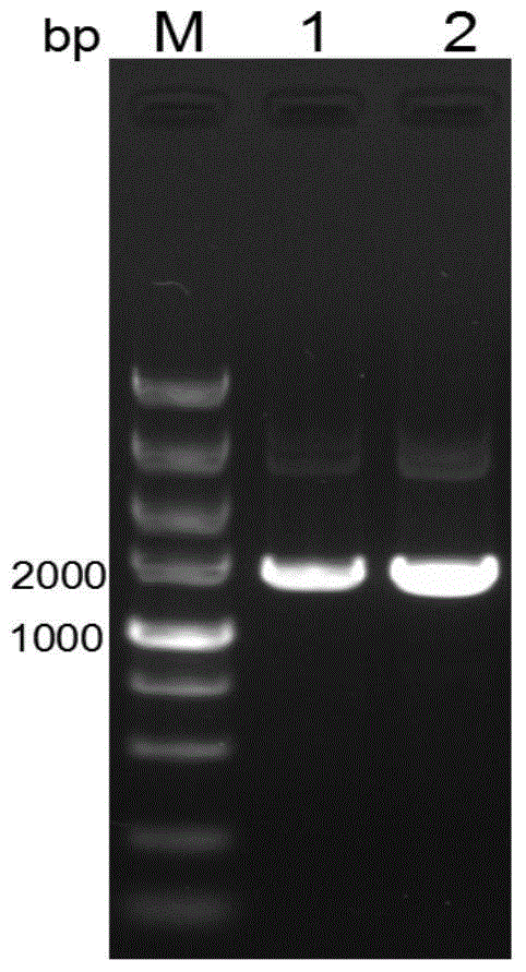 Heterologous expression method for plantaricin pln E and pln F