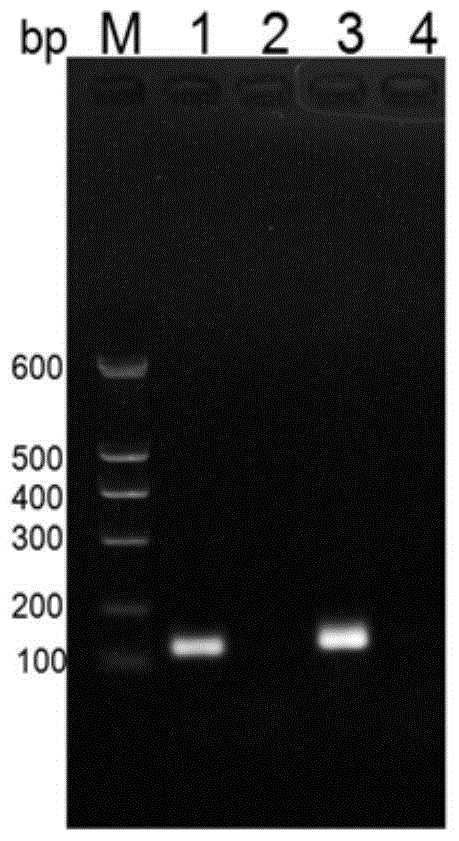 Heterologous expression method for plantaricin pln E and pln F