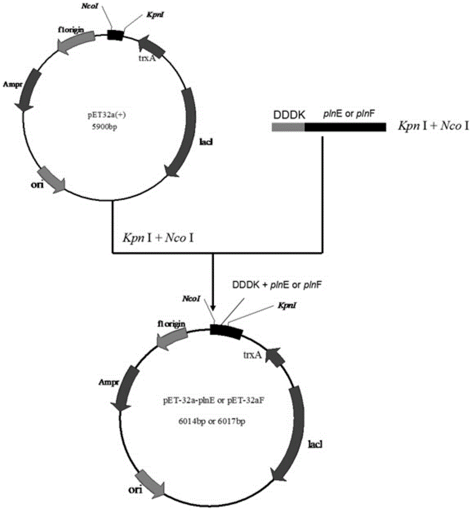 Heterologous expression method for plantaricin pln E and pln F