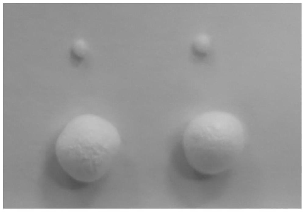 Biodegradable composite bead foaming material for packaging field and preparation method of biodegradable composite bead foaming material