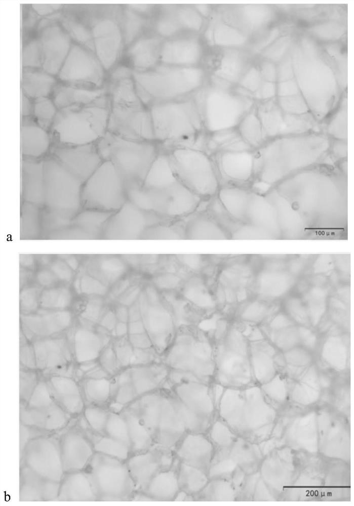 Biodegradable composite bead foaming material for packaging field and preparation method of biodegradable composite bead foaming material