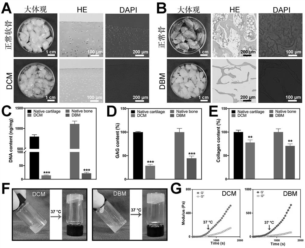 3D bionic biological scaffold containing stem cell exosomes and application