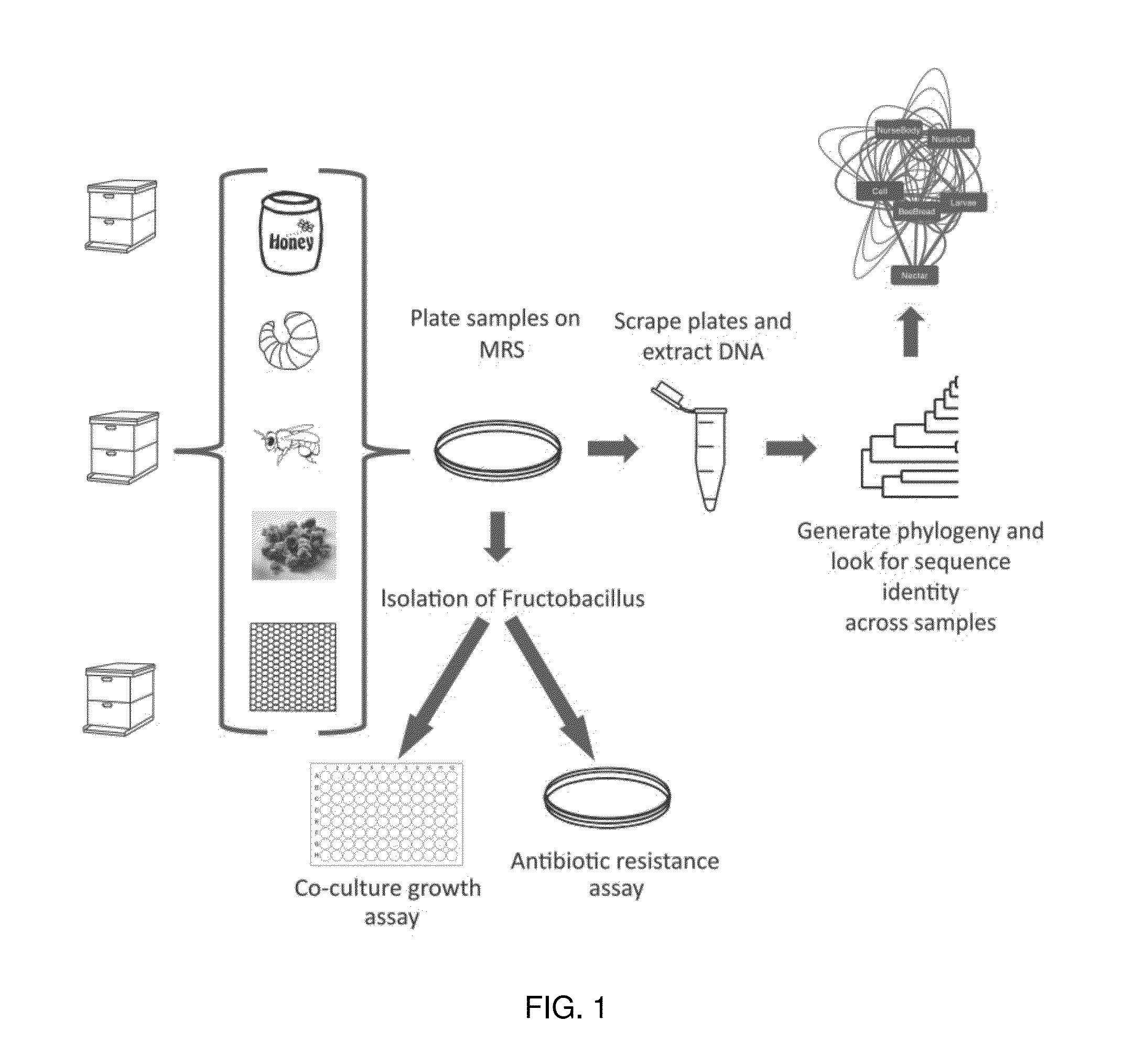 Fructobacillus as a probiotic for honeybees