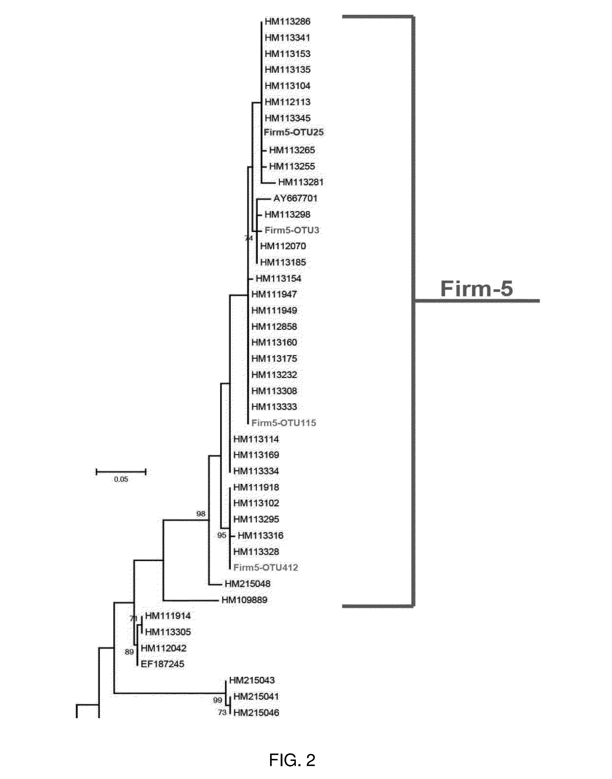 Fructobacillus as a probiotic for honeybees