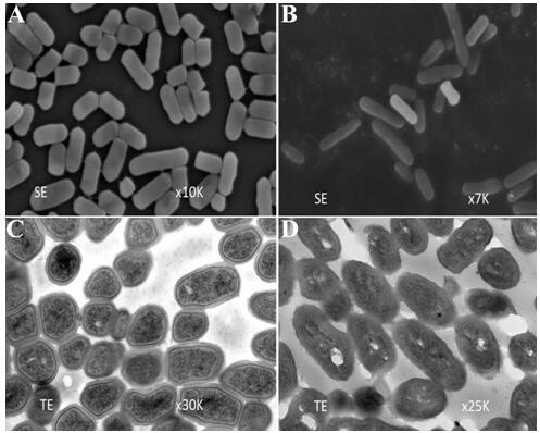 The use of dihydropteroate synthase gene folp