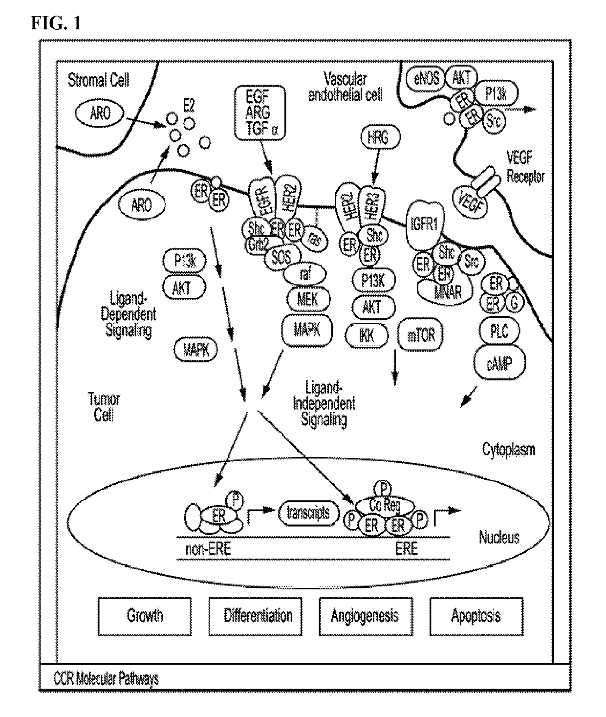 Estrogen receptor modulators