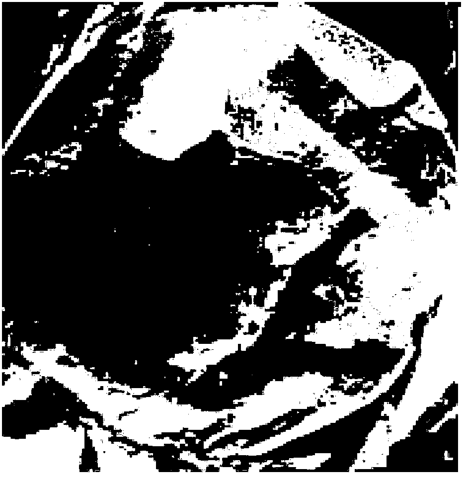 Whey protein film and preparation method thereof