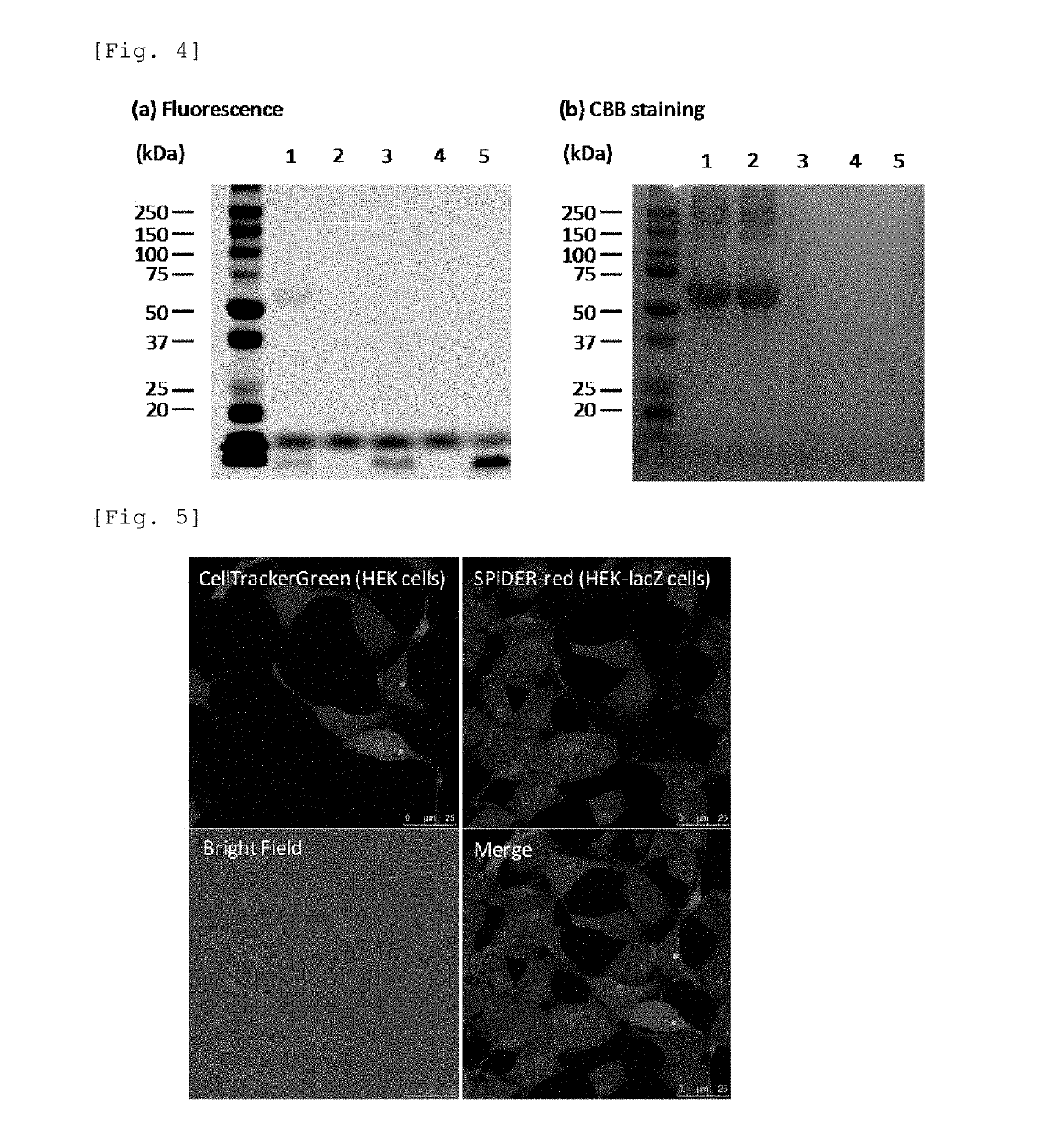 Enzyme-specific intracellularly-retained red fluorescent probe