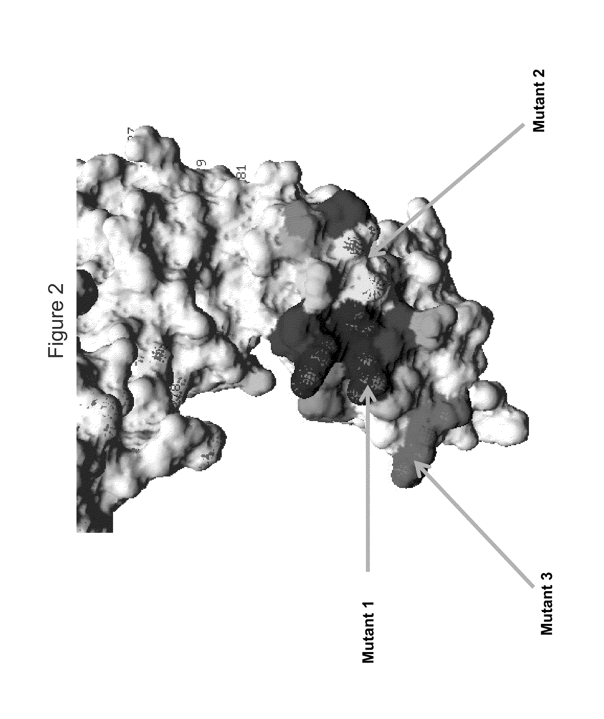 Kir3dl2 binding agents