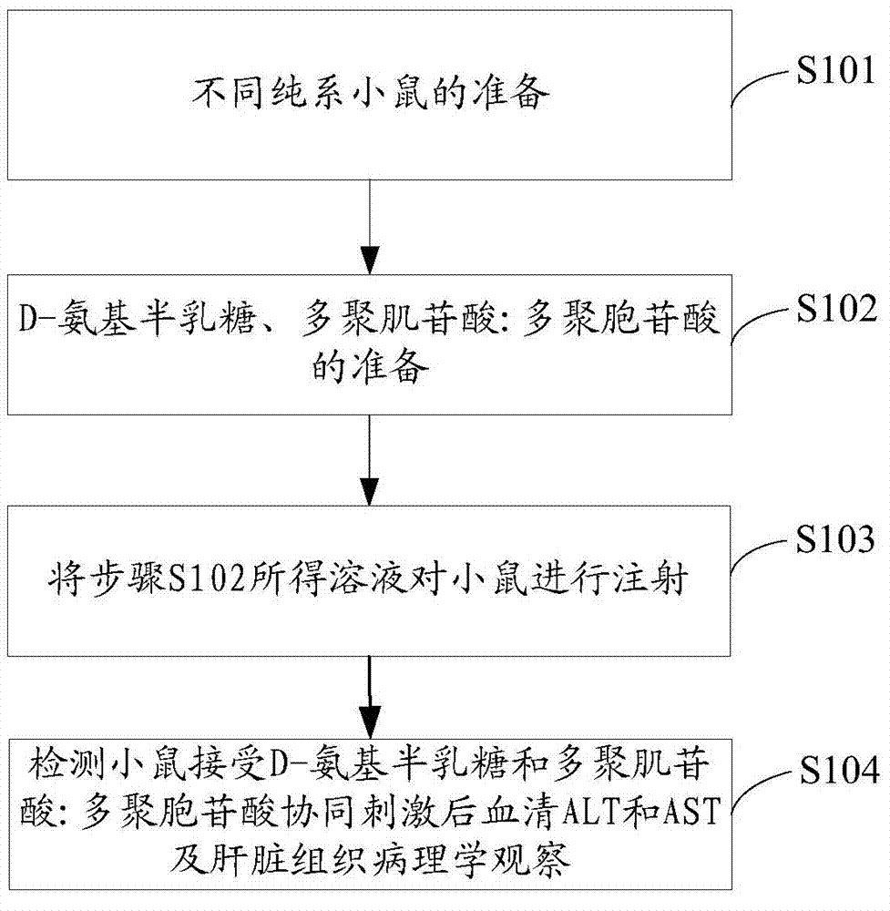 Method for establishing acute viral hepatitis animal model