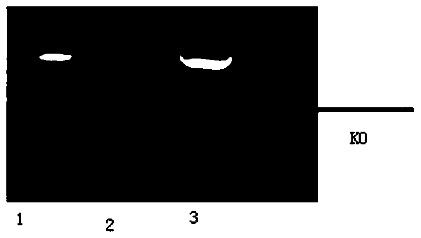 CRISPR/Cas9 technology based preparation method and applications of PI3K[gamma] whole body knockout mouse and kit