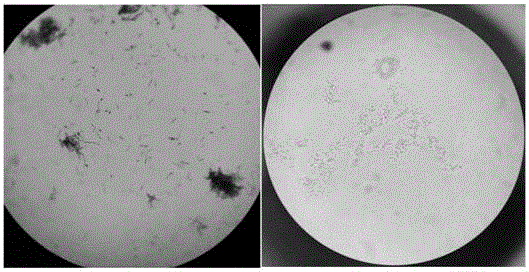 Production method of liquid water-soluble fertilizer containing saccharophilia bacillus agent and amino acid