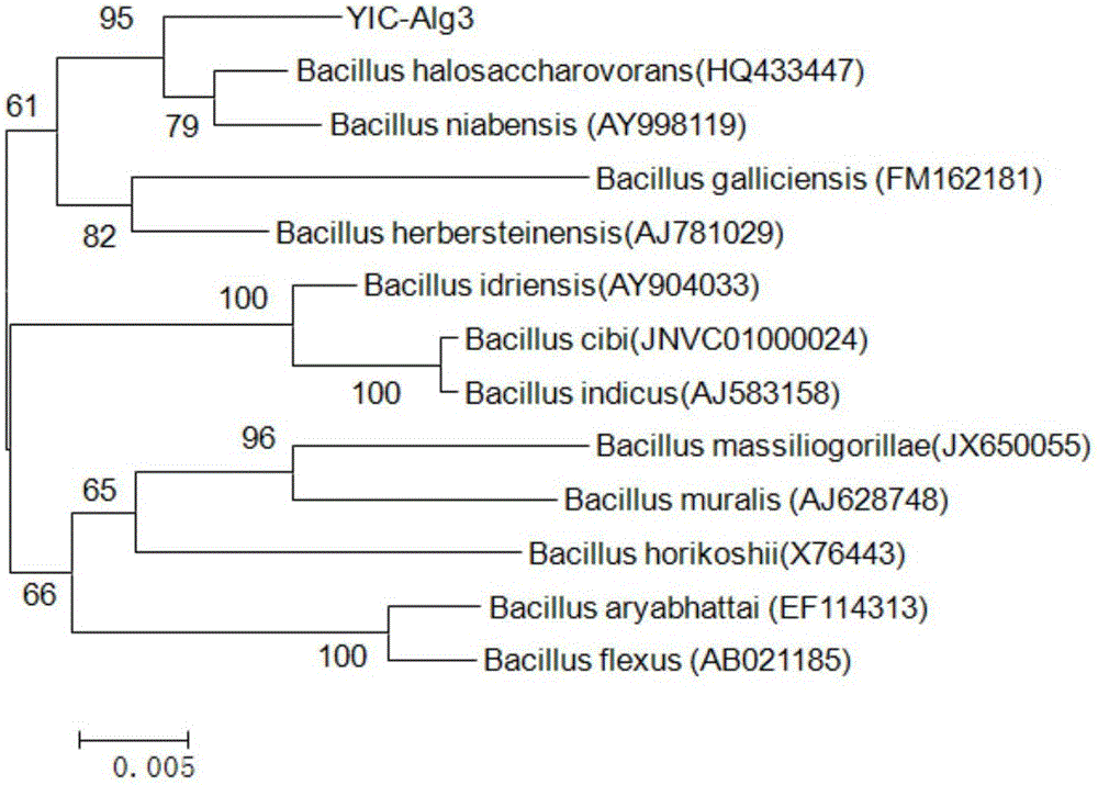 Production method of liquid water-soluble fertilizer containing saccharophilia bacillus agent and amino acid