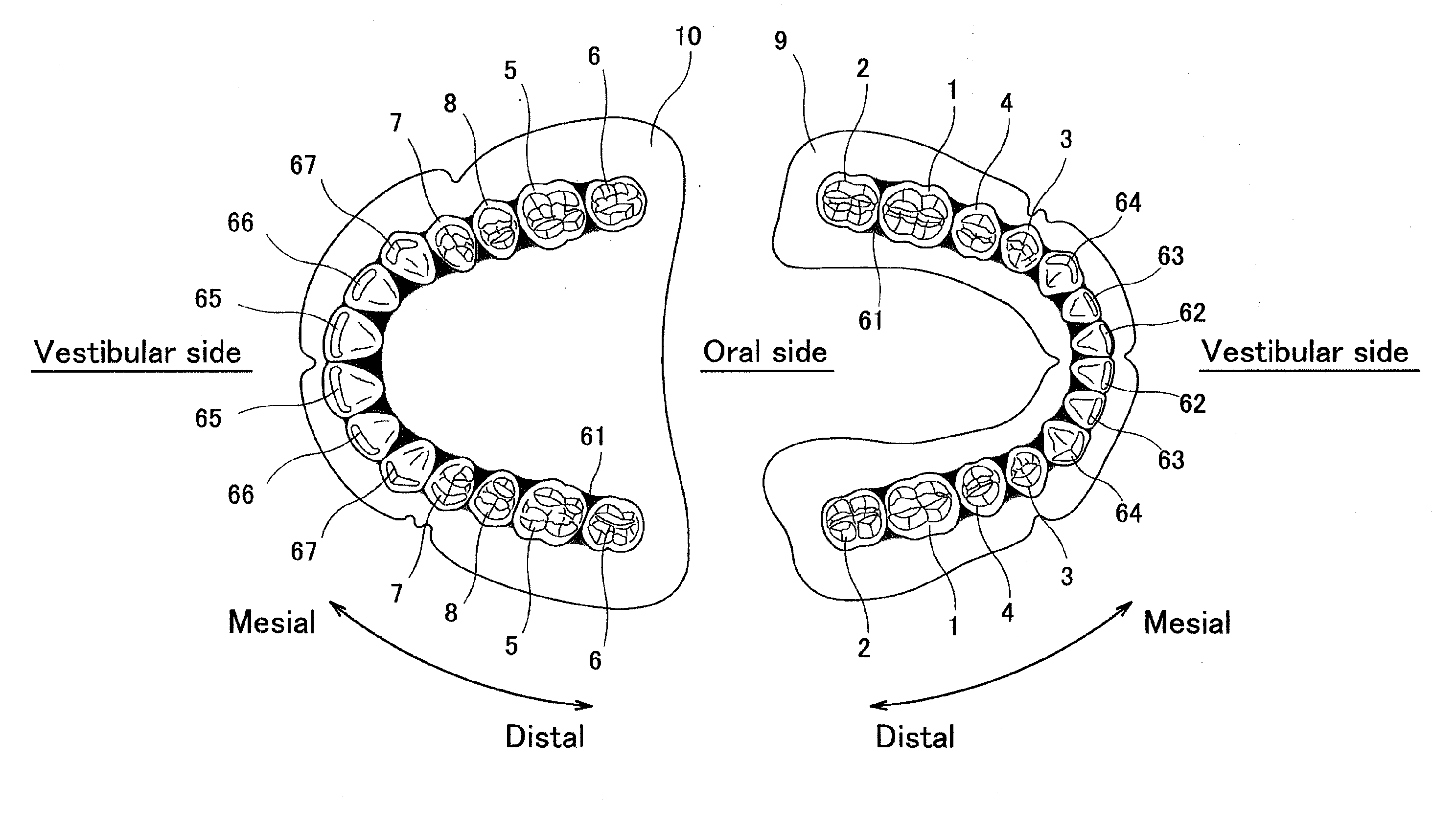 Artificial teeth