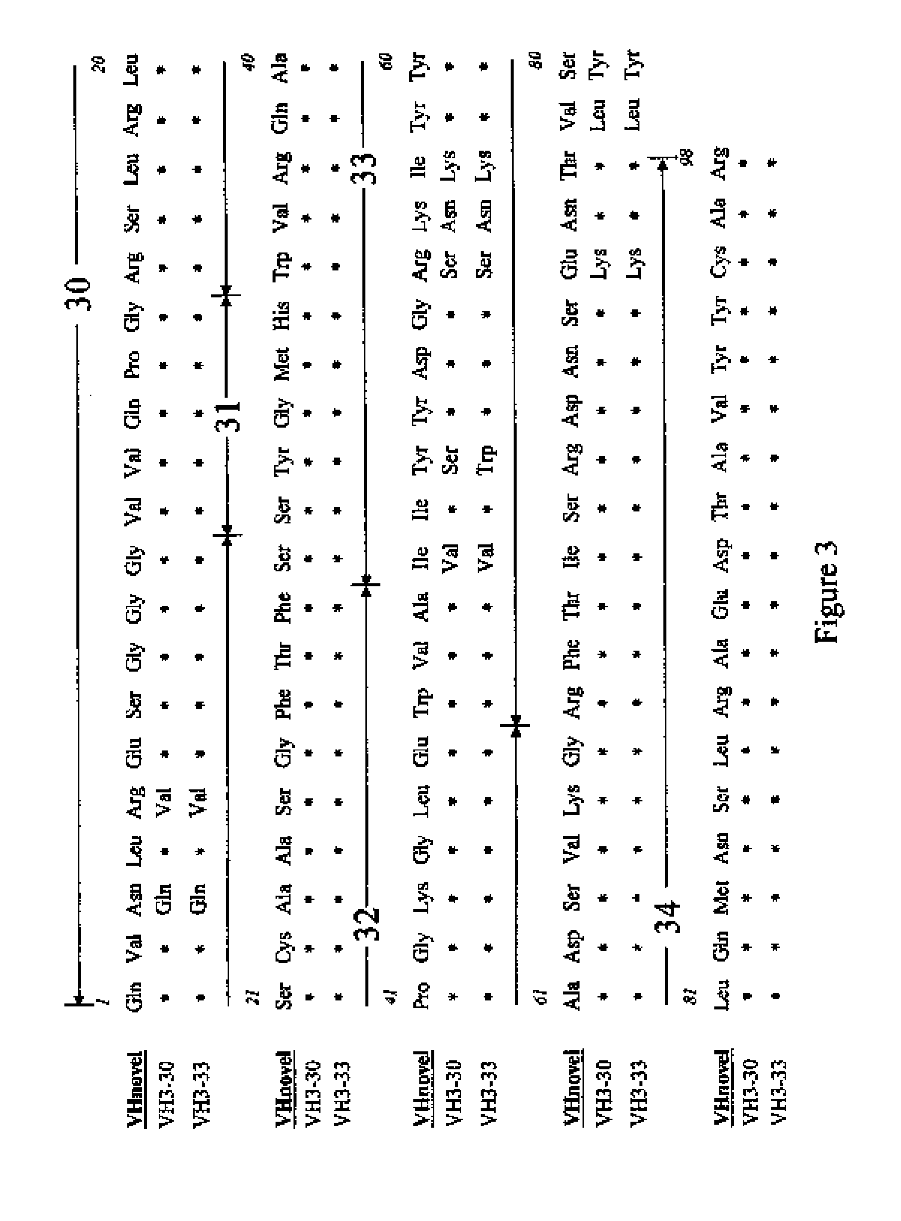 Novel antibody structures derived from human germline sequences