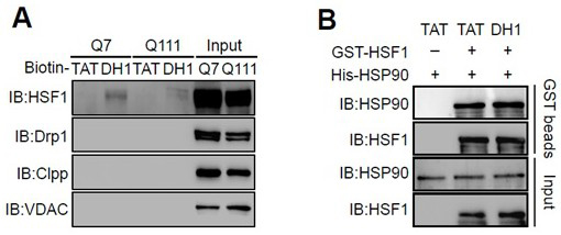 Small molecule peptides in hd therapeutic drugs and their application