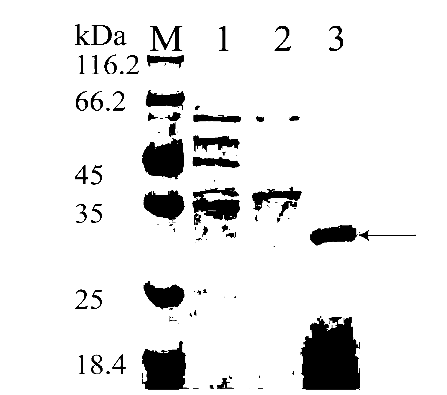 Protease with improved thermal stability as well as construction method and application thereof