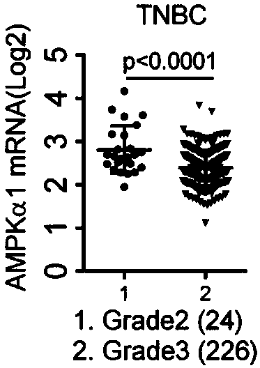 Application of AMP-activated protein kinase (AMPK) as biomarker of tumor metastasis and prognosis diagnosis