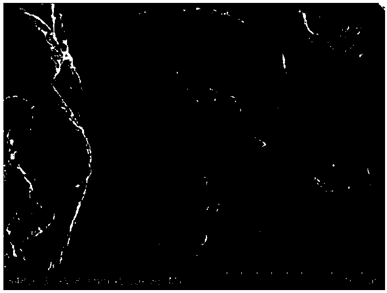 Boehmite covered graphite composite negative electrode material as well as preparation method and application thereof