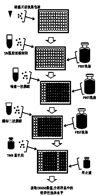 Method for detecting classical swine fever virus specific antibody in pig saliva