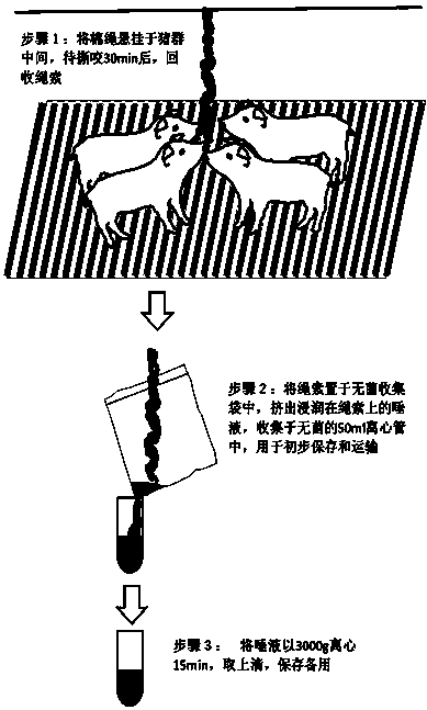 Method for detecting classical swine fever virus specific antibody in pig saliva