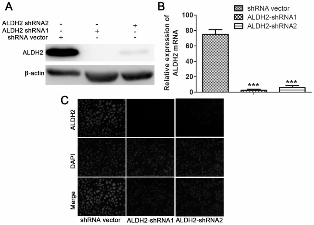 New application of aldehyde dehydrogenase 2 gene