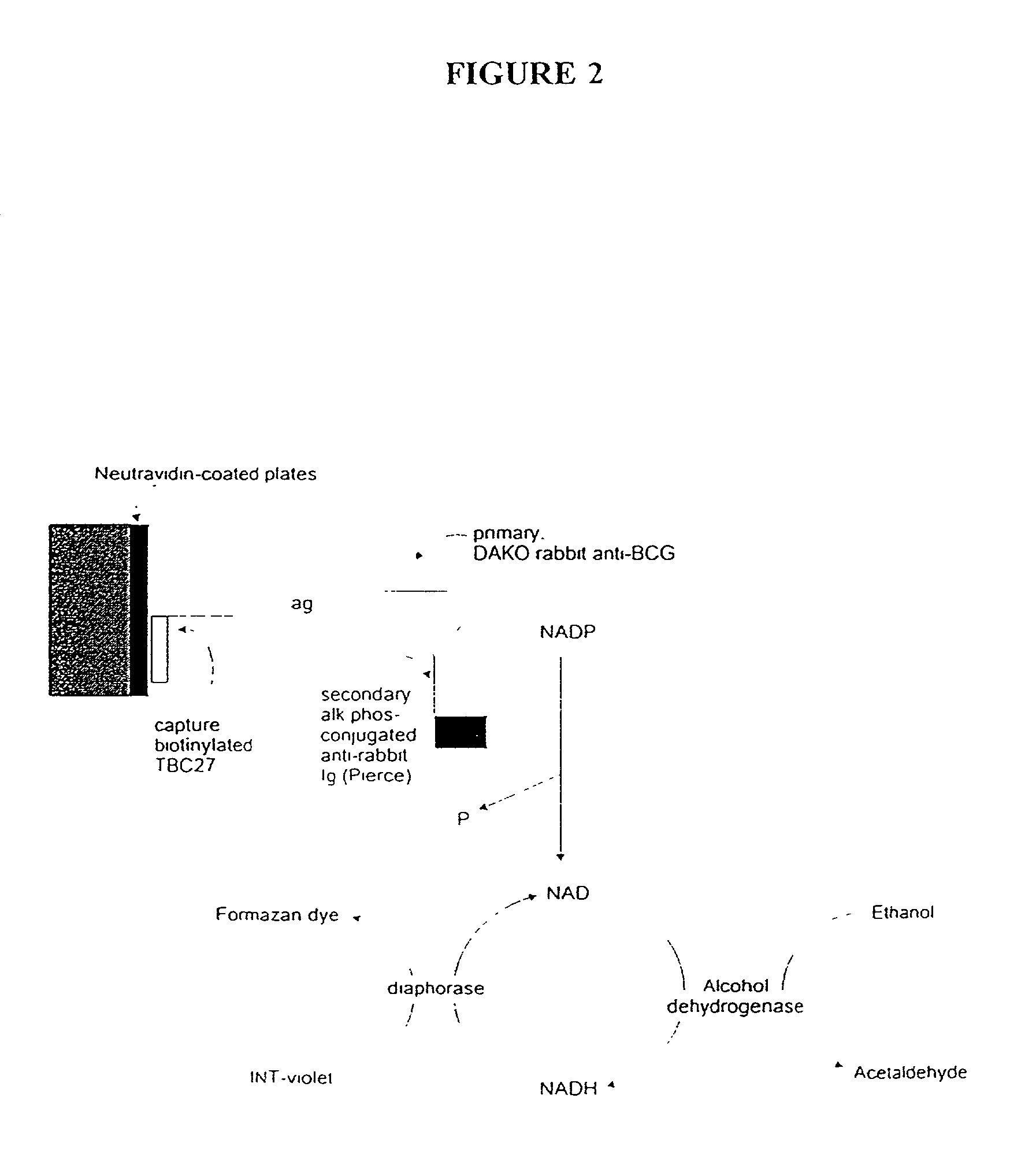 Detection of mycobacteria