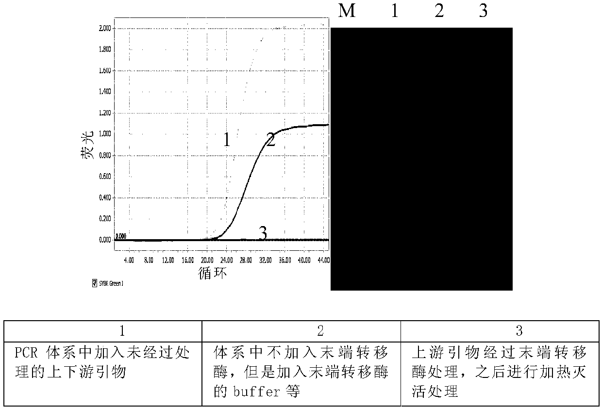 Preparation method and application of oligonucleotide with closed dideoxyribonucleoside