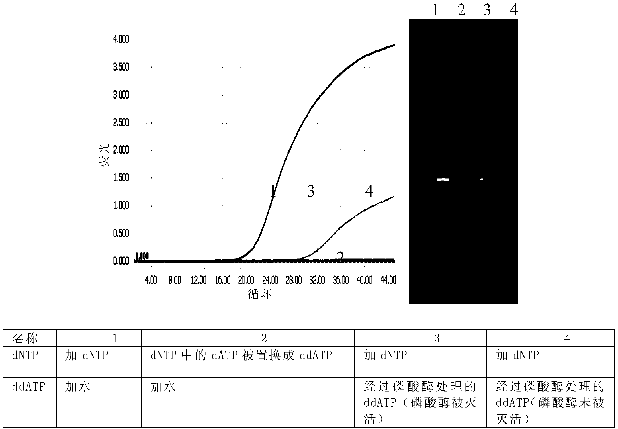 Preparation method and application of oligonucleotide with closed dideoxyribonucleoside