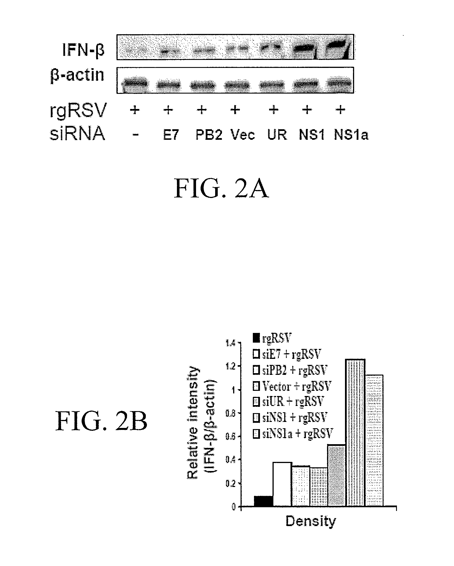 Polynucleotides for reducing respiratory syncytial virus gene expression