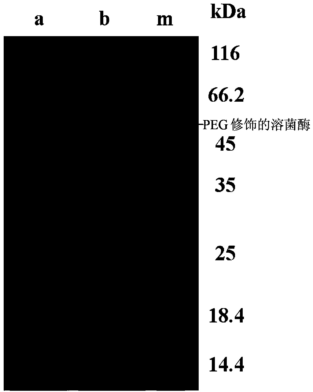 Modification method of polyethyleneglycol of protein