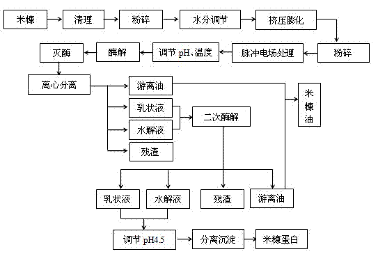 Method for synchronously preparing high-stability rice bran oil and rice bran protein