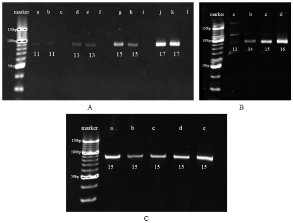 Aptamer for specifically recognizing amantadine and application of aptamer