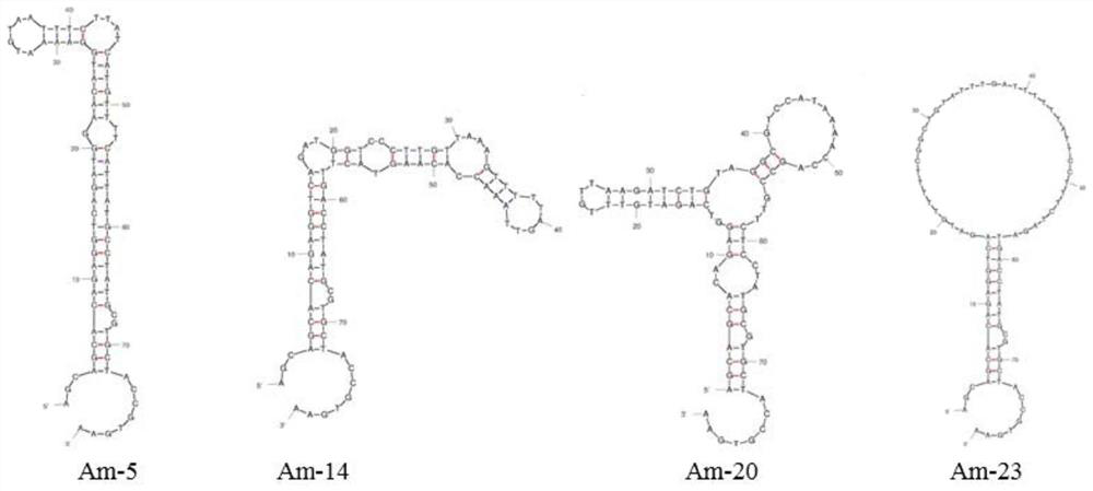 Aptamer for specifically recognizing amantadine and application of aptamer