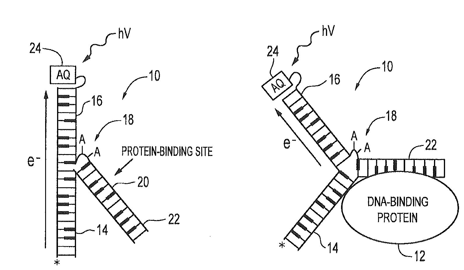 DNA and RNA conformational switches as sensitive electronic sensors of analytes