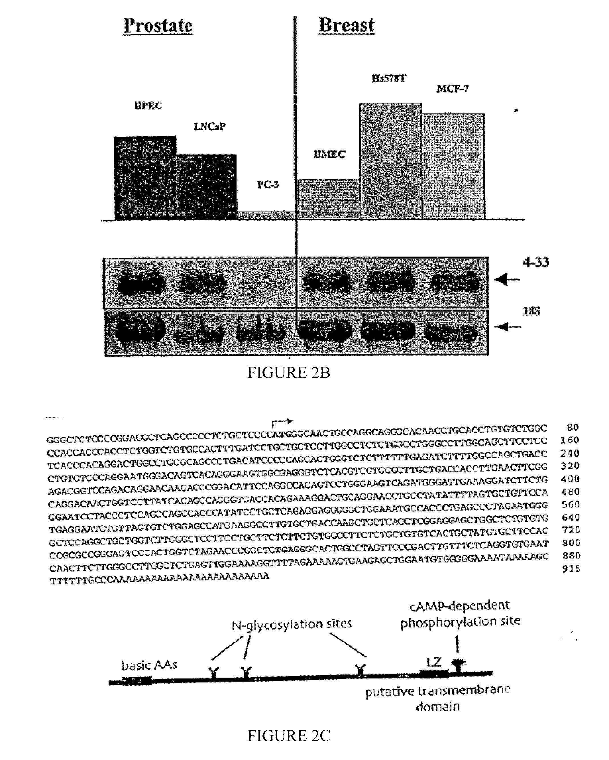 Induction of apoptosis and cell growth inhibition by protein 4.33