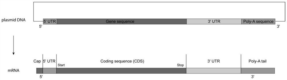 mRNA and its preparation method and application