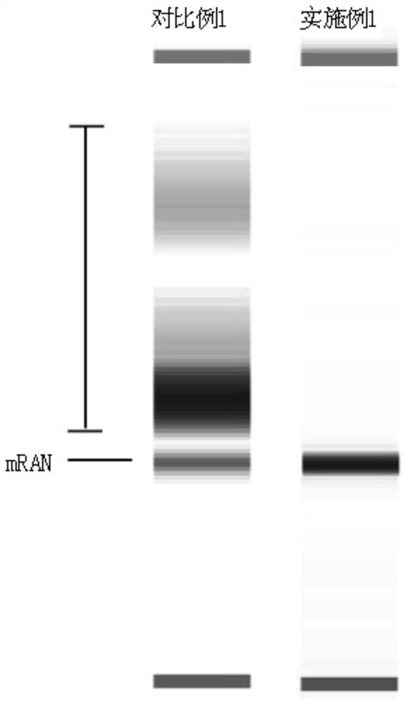 mRNA and its preparation method and application