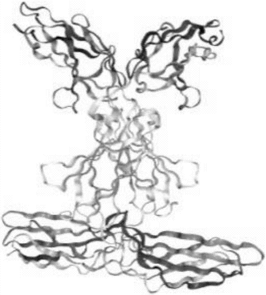 Antigen and antibody of neural recognition molecule contactin 6 and application thereof