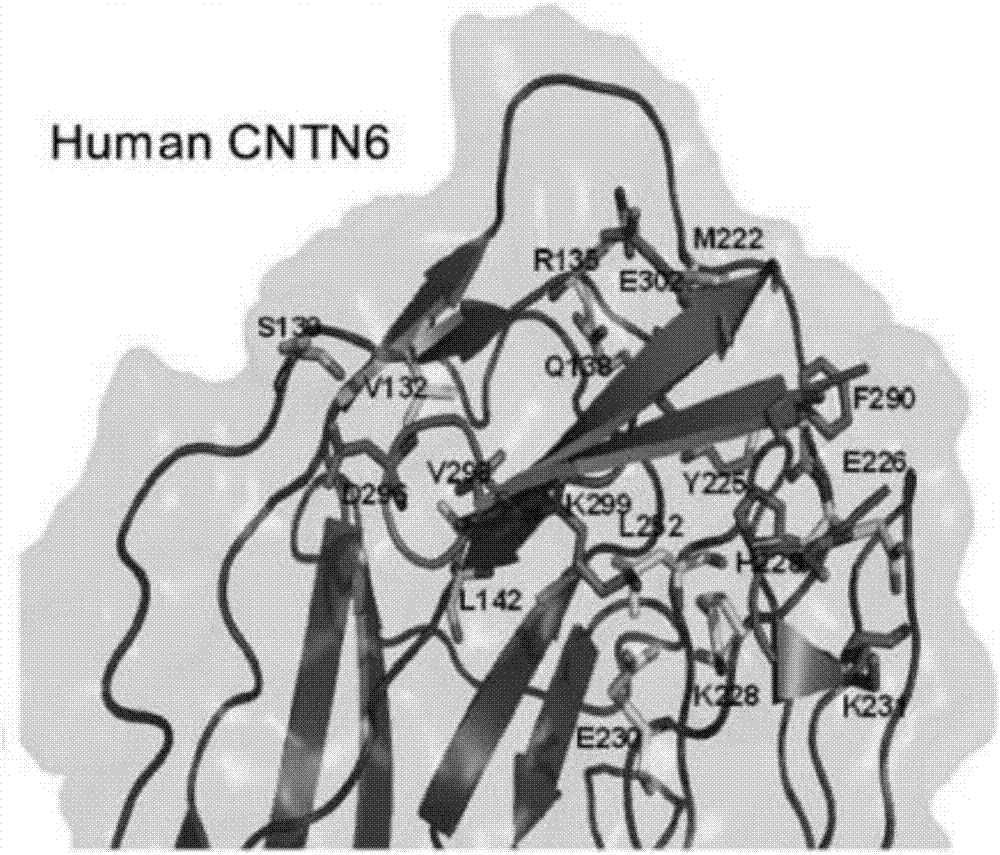 Antigen and antibody of neural recognition molecule contactin 6 and application thereof