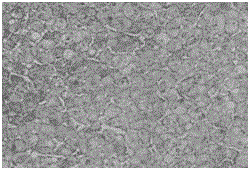 Method for establishing model of aflatoxin inducing macaque liver fibrosis