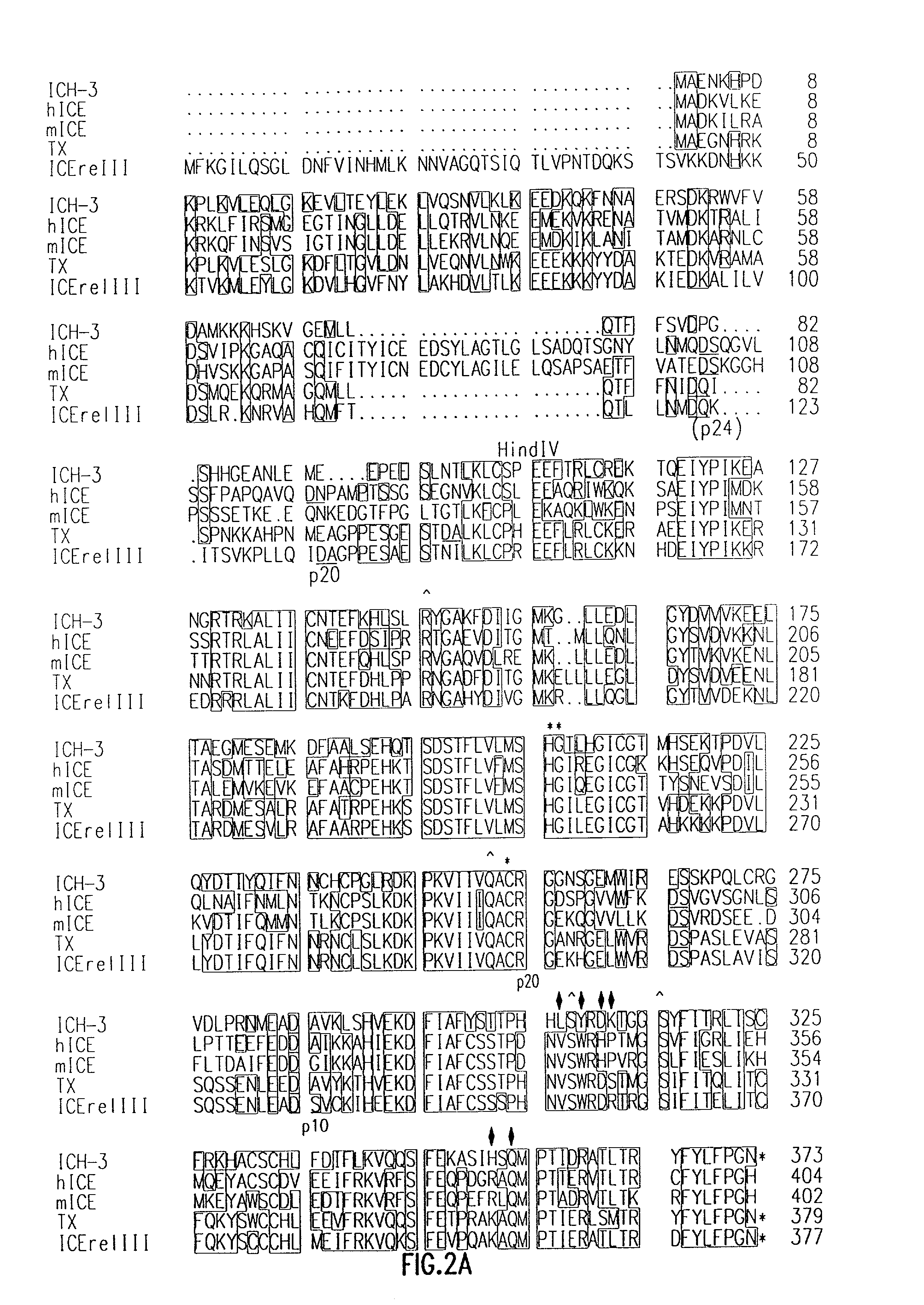 Programmed cell death and Ich-3