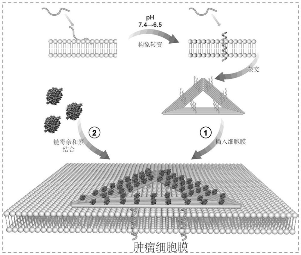 DNA (deoxyribonucleic acid) nano system for tumor targeting as well as preparation method and application of DNA nano system